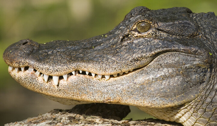 Gebit van alligator poetsen na natuurramp