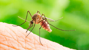 Vaccins tegen muggenspeeksel
