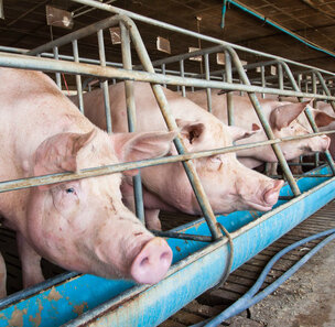 Contact met varkens is een risico voor HEV 