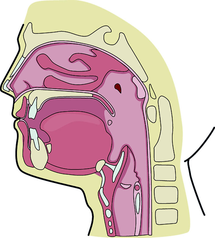 Слизистая оболочка дыхательных путей представлена. Слизистая дыхательных путей. Слизистая верхних дыхательных путей. Слизистые дыхательных путей. Слизистые оболочки ротоглотки.